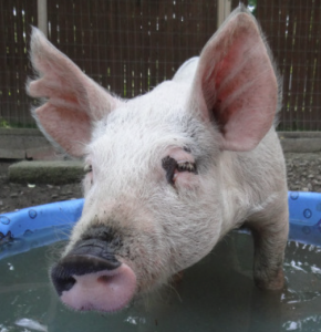 Pig
