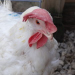Our featured animals are the California hens!