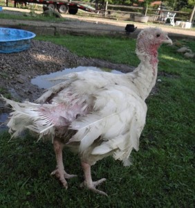 Meet Pollyanna the Turkey