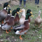 new ducks