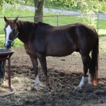 Sueno is the Last of Three Recently Rescued Horses in Need of a Home
