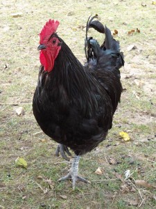 Jersey Giant Roosters