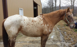 Halley is our featured horse plus some great news!