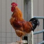 Rooster Adoption FAQs