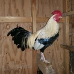 Sponsor a Rooster Apartment